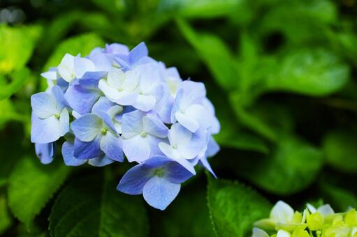 アジサイ 紫陽花 梅雨 水滴,落ち着く,雫,バックグラウンド,背景素材,壁紙,雨,しっとり,テクスチャ,湿気,憂鬱,アンニュイ,流れ落ちる,台風,湿度,ネガティブ,雨音,しとしと,雨の日,田舎の景色,通り雨,梅雨時期,ガラスの水滴 低気圧 豪雨 アジサイ 紫陽花 梅雨 水滴,落ち着く,雫,バックグラウンド,背景素材,壁紙,雨,しっとり,テクスチャ,湿気,憂鬱,アンニュイ,流れ落ちる,台風,湿度,ネガティブ,雨音,しとしと,雨の日,田舎の景色,通り雨,梅雨時期,ガラスの水滴 低気圧 豪雨の写真