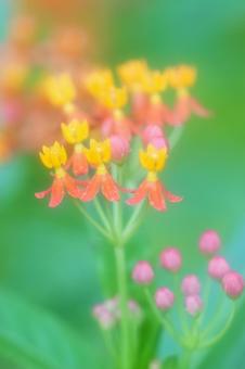 かわいいアスクレピアスの花 かわいいアスクレピアスの花の写真