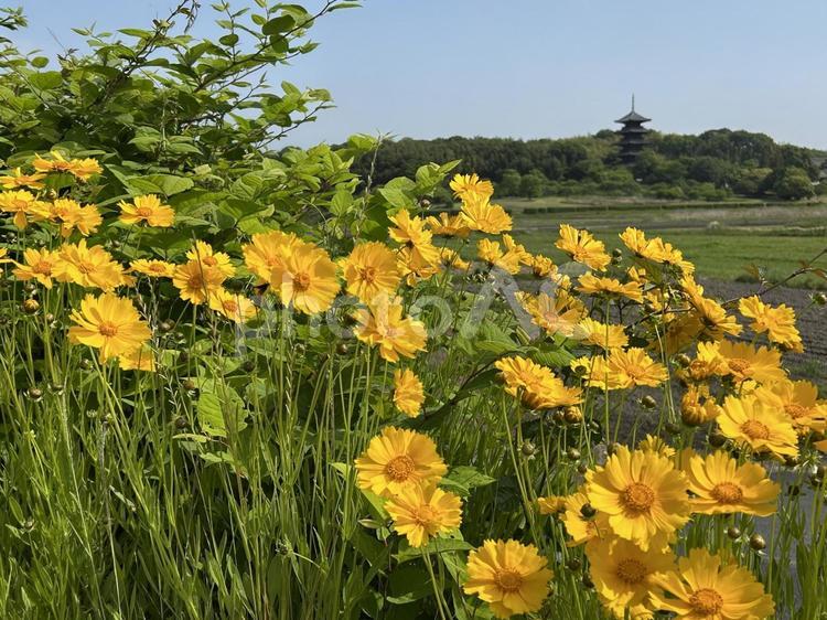 野草咲く風景① 花,五重塔,春の写真素材