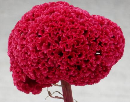 【花の写真】赤いケイトウの花 ケイトウ,鶏頭,植物の写真素材