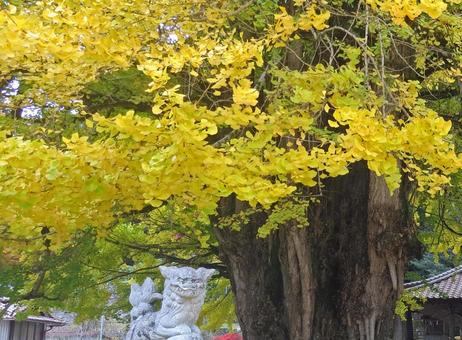 色づいたイチョウの木 色づいたイチョウの木 イチョウ,秋,銀杏の写真素材
