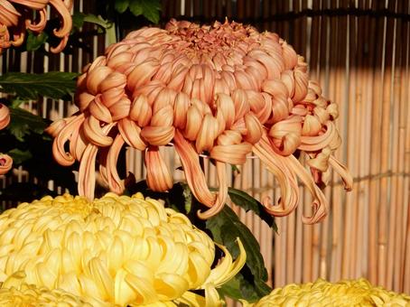 【風景写真】福山菊花展覧会の風景 キク,菊,菊花展の写真素材