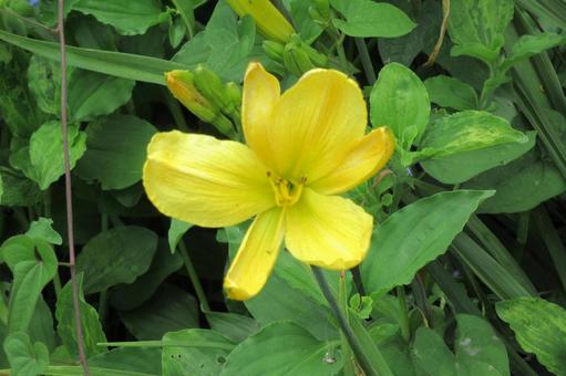 郊外の草むらに咲くヘメロカリスの花 郊外の草むらに咲くヘメロカリスの花の写真