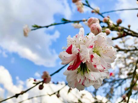 桃の花 桃,花,ピンクの写真素材