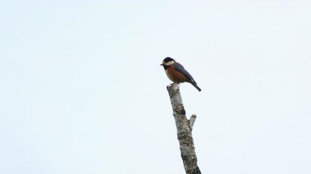 ヤマガラ(山雀)の写真