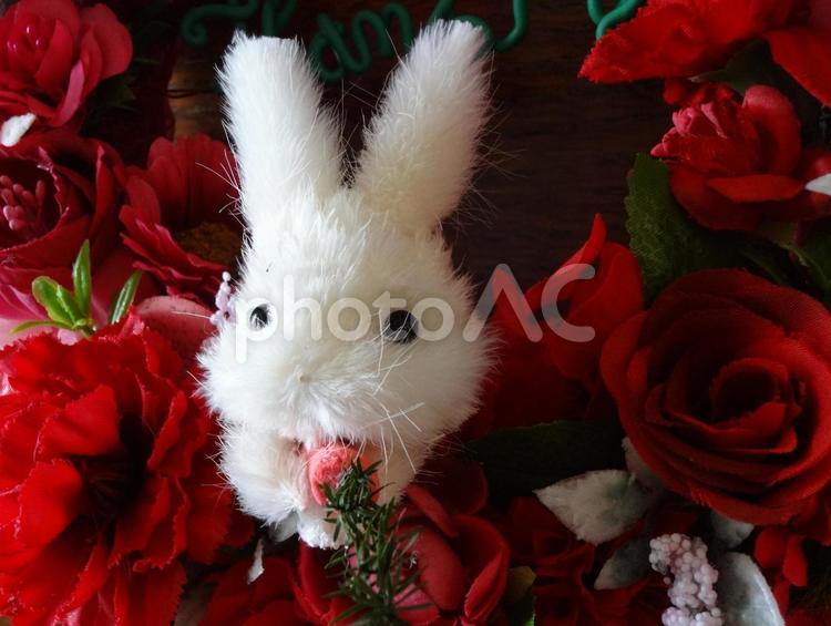 【工房 Lapin∩∩】白うさぎのリース うさぎ,兎,赤目の写真素材