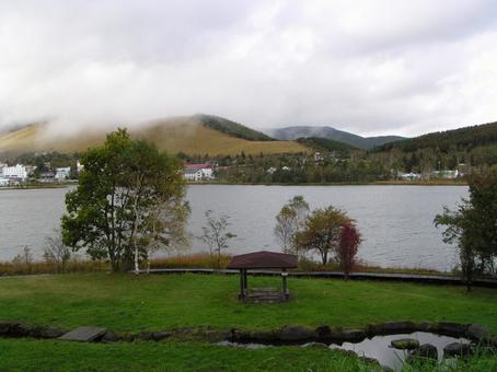 Photo, lake shirakaba, japanese privet (ligustrum japonicum), nagano prefecture, 
