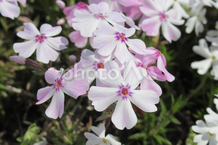 花壇に咲く芝桜・アメイジンググレイス シバザクラ,花,植物の写真素材