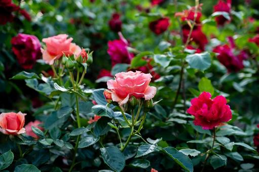 公園のバラ 公園のバラ バラ,花,植物の写真素材