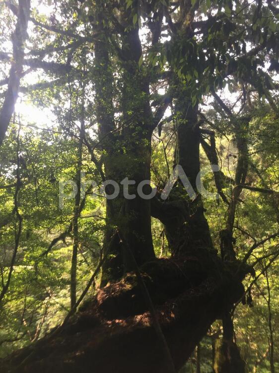木漏れ日 木材,木,自然の写真素材