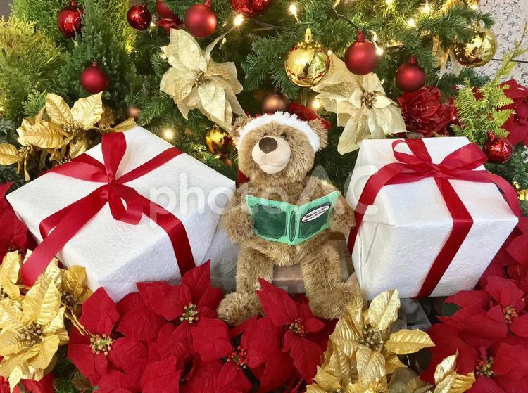 クリスマスツリーとクマのぬいぐるみとプレゼント クリスマスツリー,クリスマス,ポインセチアの写真素材