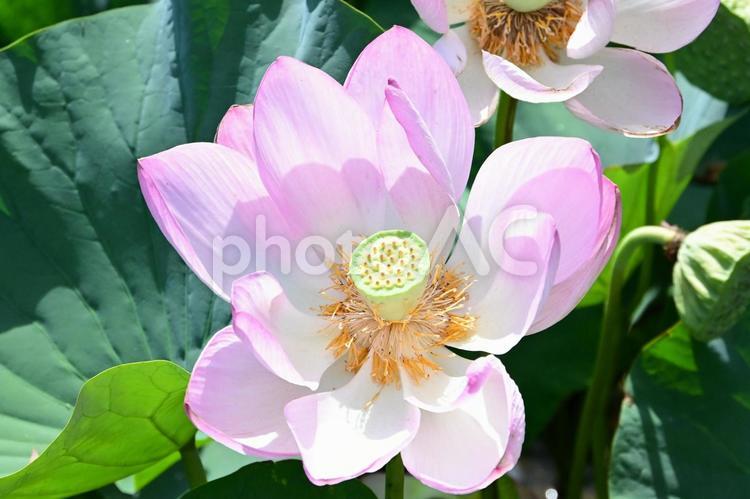 夏の光を浴びる蓮：輝くピンクの花びら ハス,蓮の花,ピンクの写真素材