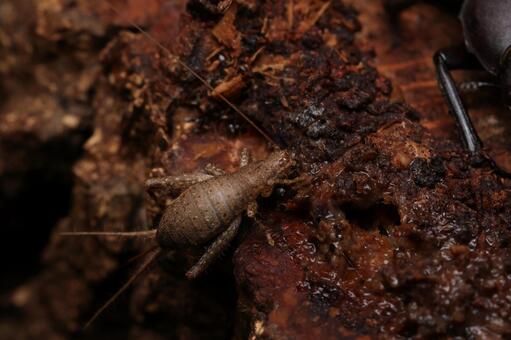 カネタタキ カネタタキ,コオロギ,昆虫の写真素材