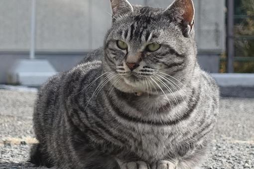 ぽっちゃり猫ちゃん ぽっちゃり猫ちゃんの写真