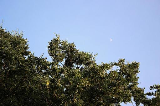 新緑と月 月,空,自然の写真素材