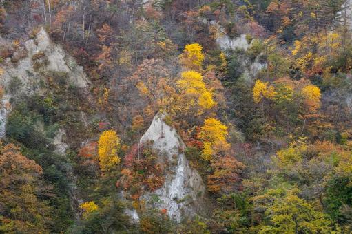 白岩の秋⑻ 秋,黄葉,日差しの写真素材