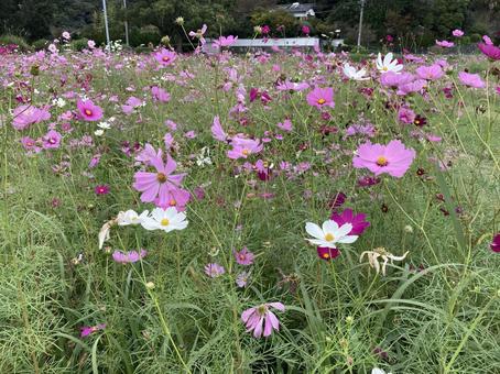 色とりどりのコスモス コスモス,秋,花の写真素材