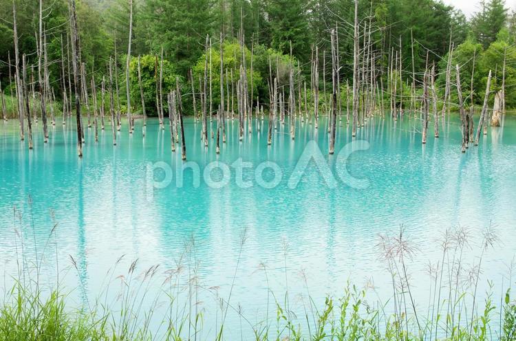 空の色が反射する青い池 北海道,反射,青いの写真素材