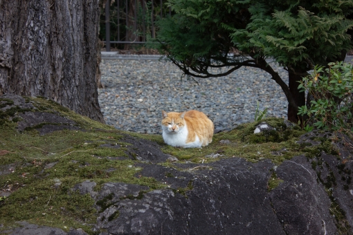 猫 猫の写真