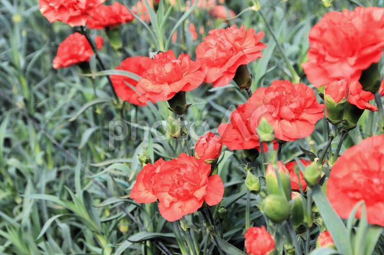 母の日は赤いカーネーション 母の日,カーネーション,花素材の写真素材