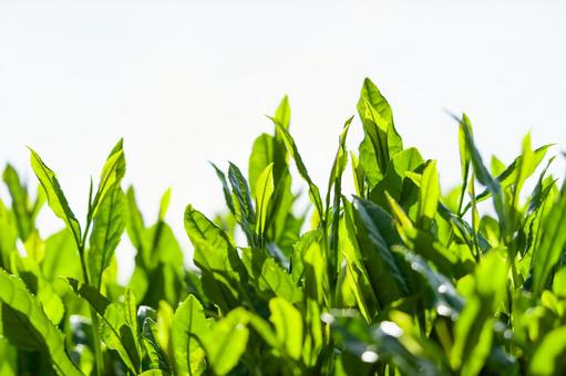 茶葉 金谷茶(静岡) 茶葉 金谷茶(静岡)の写真