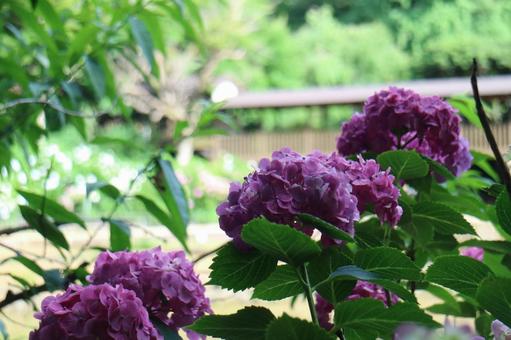 紫陽花 紫陽花の写真