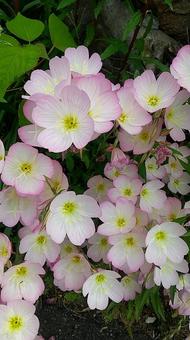 ヒルザキツキミソウ ヒルザキツキミソウ,ピンクの花,花壇の写真素材