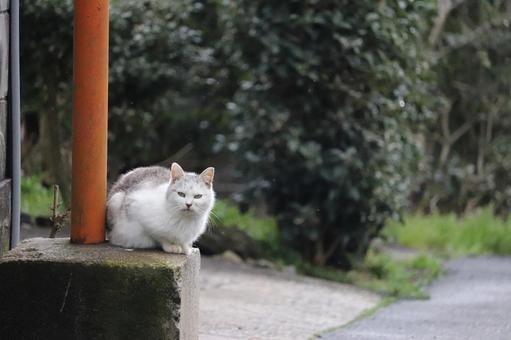 台座の上に座っている白グレー猫 猫,白グレー猫,のどかの写真素材