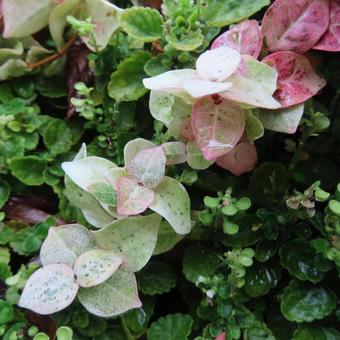 ハツユキカズラ（初雪葛） ハツユキカズラ,初雪葛,葉の写真素材