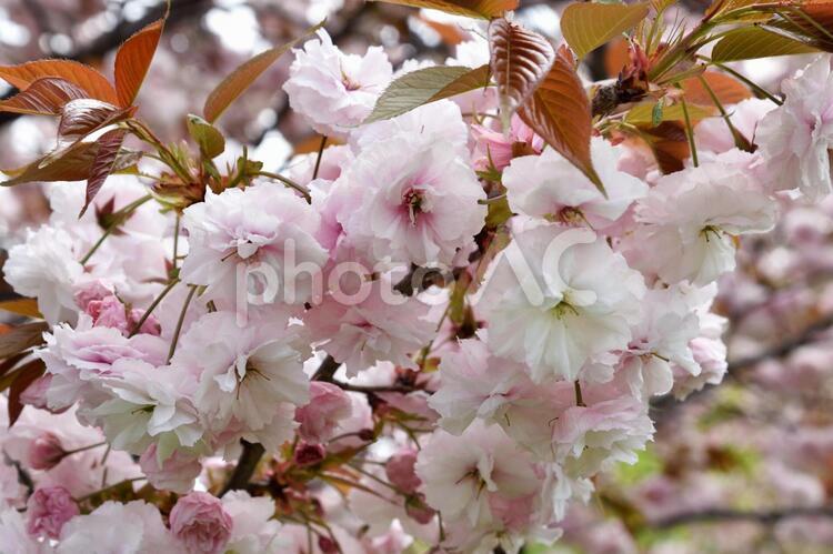 サトザクラ里桜_3 3月,4月,きれいの写真素材