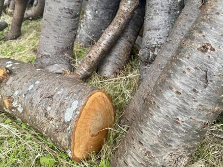 木の伐採のイメージ 自然,イメージ,素材の写真素材