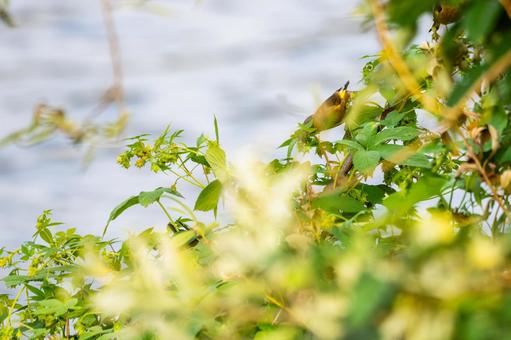 カワラヒワ(74)の写真