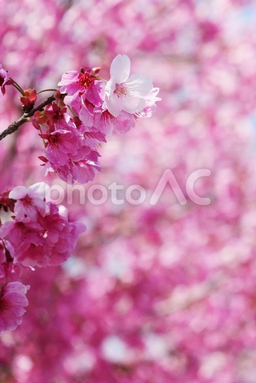 濃いピンクの桜の花（縦画像） 桜,ピンク,春の写真素材
