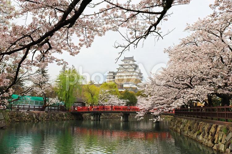世界遺産　姫路城天守閣と城見橋の桜 姫路城,白鷺城,天守閣の写真素材