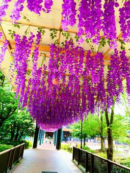 梅雨の晴れ 花,思い出,景色の写真素材