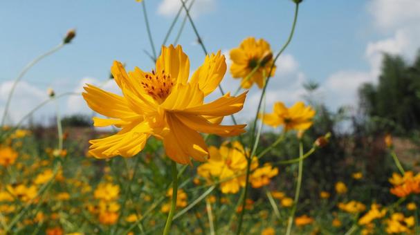 黄色い鮮やかな八重のキバナコスモスの花 キバナコスモス,八重,花の写真素材