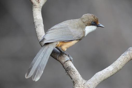 ノドジロガビチョウ ノドジロガビチョウ ノドジロガビチョウ,野鳥,インドの写真素材