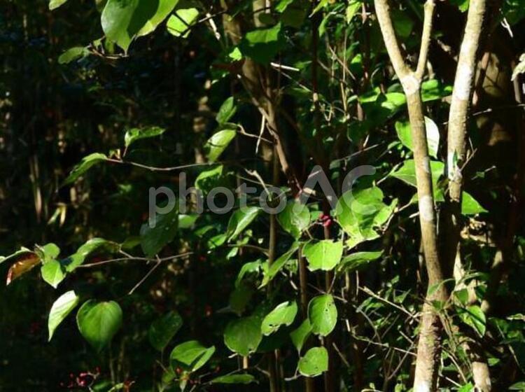森の中ですくすく育つ木と緑の葉っぱ 葉っぱ,草,自然の写真素材