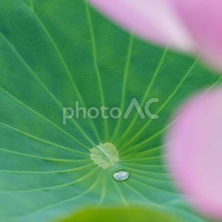 上尾沼の古代蓮 ハスの花,蓮の葉,水滴の写真素材