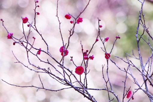 赤い梅の花 赤い梅の花 花,梅,植物の写真素材