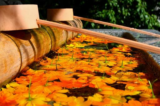 綺麗な花手水の写真
