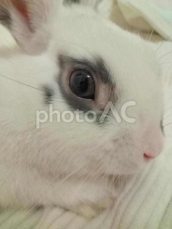 アイラインした兎の横顔 うさぎ,白兎,ひげの写真素材