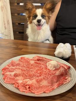 贅沢な犬 贅沢な犬 パピヨン,papillon,犬の写真素材