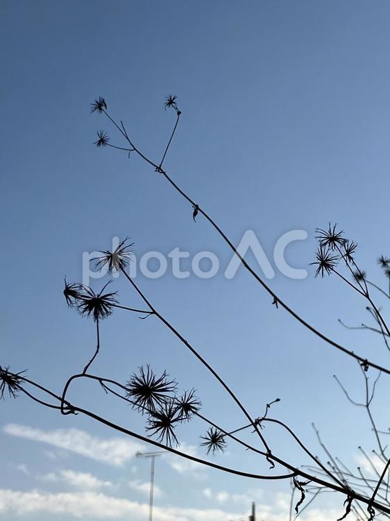 空　植物　冬　景色　晴れ 背景,植物,晴れの写真素材