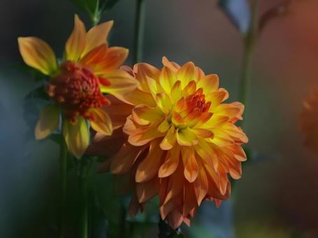 寄り添うダリア-2 ダリア,秋,花の写真素材