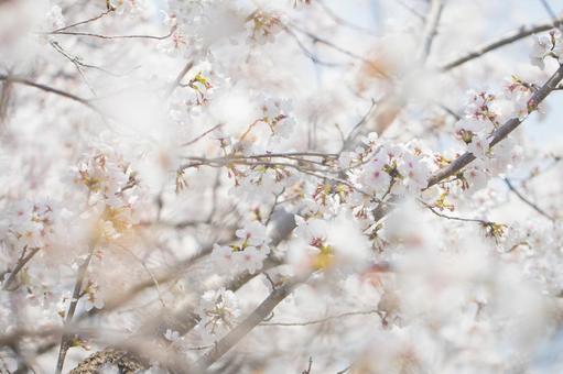 Cherry blossoms in full bloom (Somei Yoshino), JPG Cherry blossoms in full bloom (Somei Yoshino), JPG