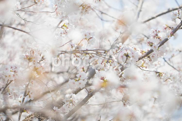 満開の桜（ソメイヨシノ） 桜,ソメイヨシノ,サクラの写真素材