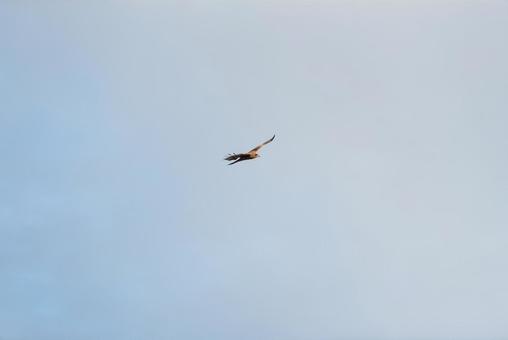 大空を優雅に舞うトビの幼鳥 大空を優雅に舞うトビの幼鳥の写真