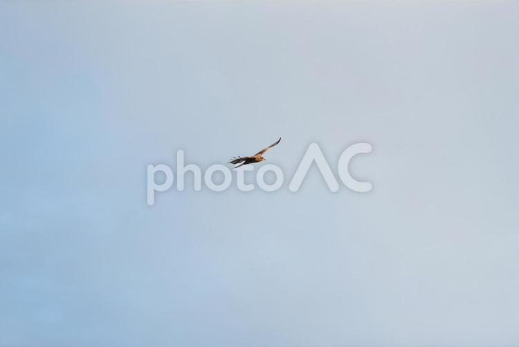 大空を優雅に舞うトビの幼鳥 トビ,幼鳥,若鳥の写真素材
