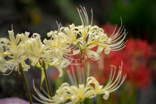 ヒガンバナ ヒガンバナ,彼岸花,曼殊沙華の写真素材